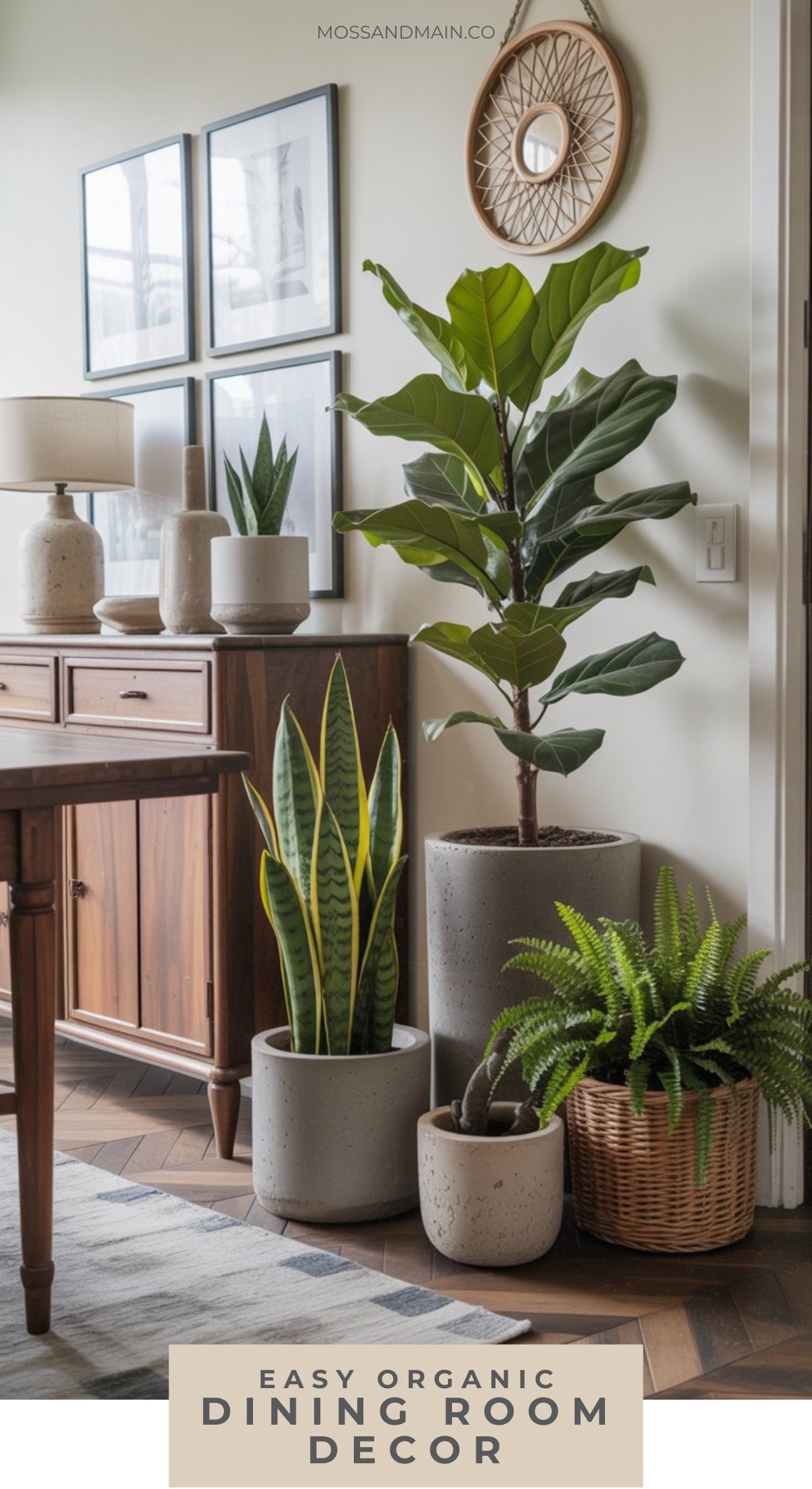 A dining room features mid-century furniture, framed art on white walls, and several potted plants for an organic chic vibe. Text reads: Easy Organic Dining Room Decor—perfect inspiration for budget decorating.